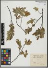 Foto von Salix hastata L.